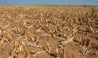 Extrême-Nord: près de 4500 hectares de sorgho dévastés par les chenilles légionnaires