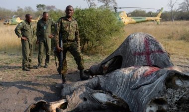 BOTSWANA : 138 RHINOCÉROS TUÉS PAR DES BRACONNIERS