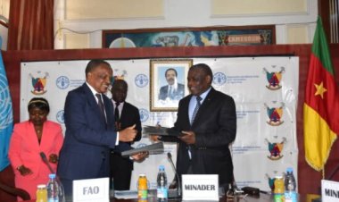 AGRICULTURE : LA 2È ÉDITION DE LA FÊTE DE LA BANANE-PLANTAIN AURA LIEU CETTE ANNÉE À BUEA DANS LE SUD-OUEST