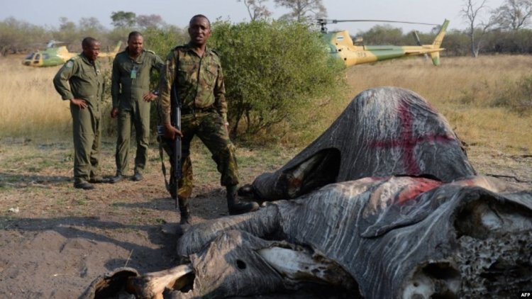 BOTSWANA : 138 RHINOCÉROS TUÉS PAR DES BRACONNIERS