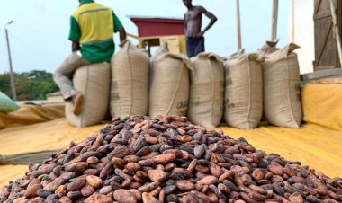 AGRICULTURE : LE PRIX DU KILOGRAMME DE CACAO EST EN HAUSSE