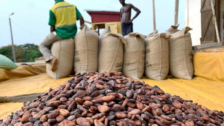 AGRICULTURE : LE PRIX DU KILOGRAMME DE CACAO EST EN HAUSSE