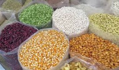 AGRICULTURE : 4,5 MILLIARDS DE FCFA POUR LA PRODUCTION DES SEMENCES AMÉLIORÉES