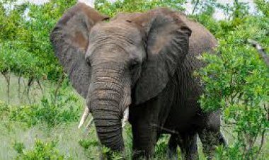 SUD CAMEROUN: DES ÉLÉPHANTS DÉTRUISENT LES CULTURES DES PAYSANS