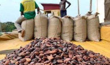AGRICULTURE : LE PRIX AUX PRODUCTEURS DE CACAO EN BAISSE