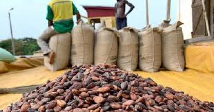 AGRICULTURE : LE PRIX AUX PRODUCTEURS DE CACAO EN BAISSE