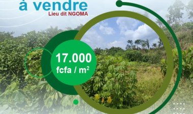 LAND MART AGENCY : la solution pour vos problèmes immobiliers