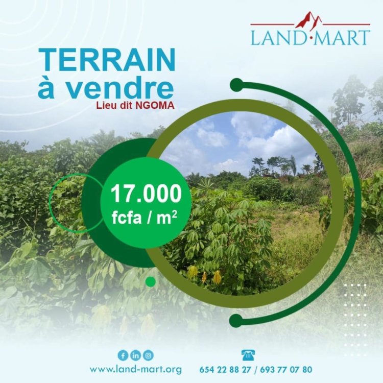 LAND MART AGENCY : la solution pour vos problèmes immobiliers