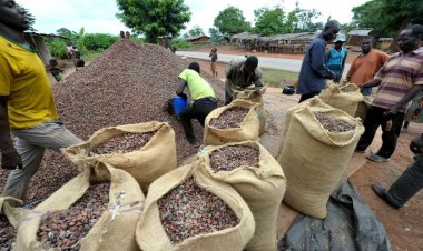 La Côte d’Ivoire va augmenter le prix de vente du cacao