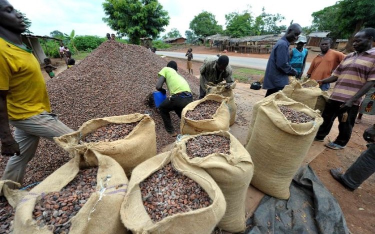 La Côte d’Ivoire va augmenter le prix de vente du cacao