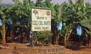 Relance de la CDC : 130 milliards pour ressusciter le Géant du Sud-Ouest.