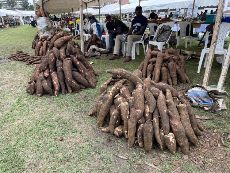 Cameroun : Le plan All Kassava pour booster le manioc
