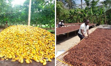 INVESTISSEMENTS : Qui sont les "Golden Boys" de l'AgriTech qui connectent le Cameroun au Nigeria ?