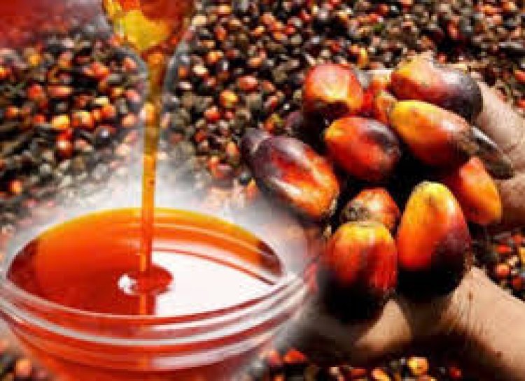 GRAND DOSSIER PATRIMOINE : L'Or Rouge du Cameroun, le Sang de notre Gastronomie et de notre Vitalité