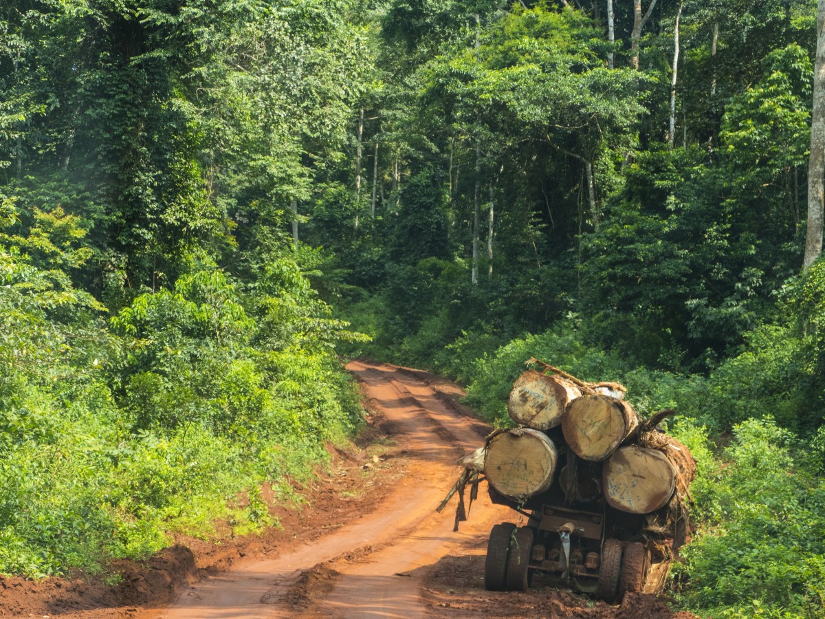 GRAND DOSSIER D'INVESTIGATION EXCLUSIF : SOUVERAINETÉ FONCIÈRE & TRANSPARENCE DES RESSOURCESS NATIONALE ;  ACCÈS AUX TERRES, EXPLOITATION DES RESSOURCES ET DÉFIS SÉCURITAIRES : ENQUÊTE SUR LES CONCESSIONS EXTRACTIVES ET CYNÉGÉTIQUES AU CAMEROUN